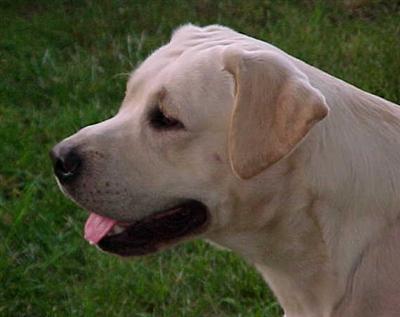 Stud Dogs in VA