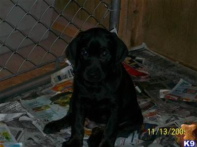 Labrador Retriever Puppies in TX