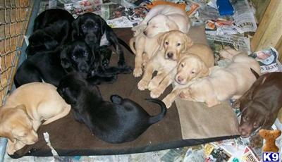 Labrador Retriever Puppies in TX