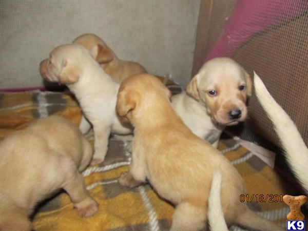 Labrador Retriever Puppies in TX
