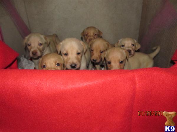 Labrador Retriever Puppies in TX