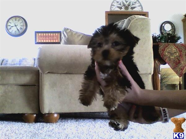 Yorkshire Terrier Puppies in TX