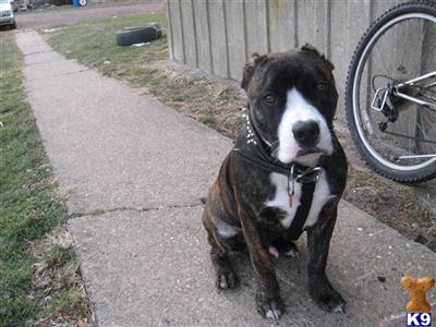 Stud Dogs in PA