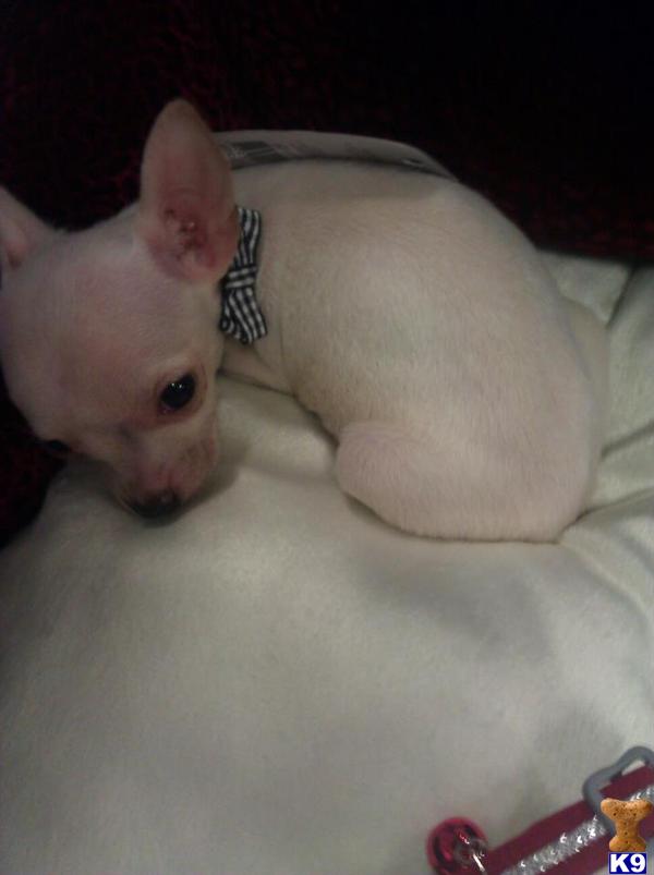 Puppies in VA