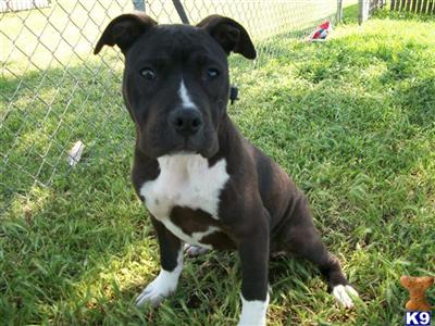 Dogs for Sale in CA