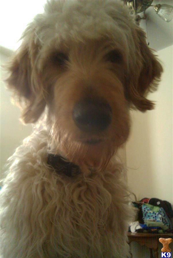 Stud Dogs - Goldendoodles