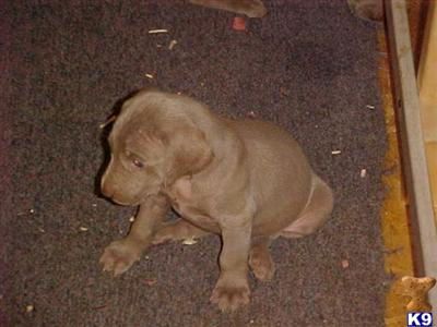 Weimaraner Puppies for Sale