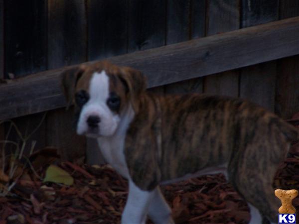 Boxer Puppies in TX