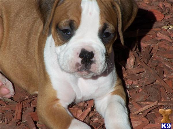 Boxer Puppies in TX