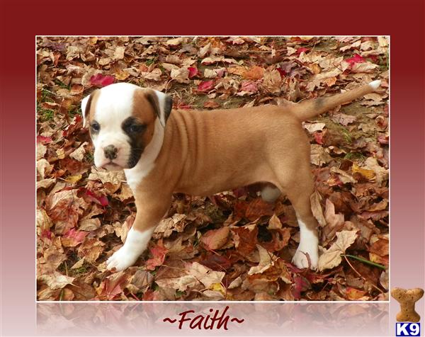 American Bulldog Puppies