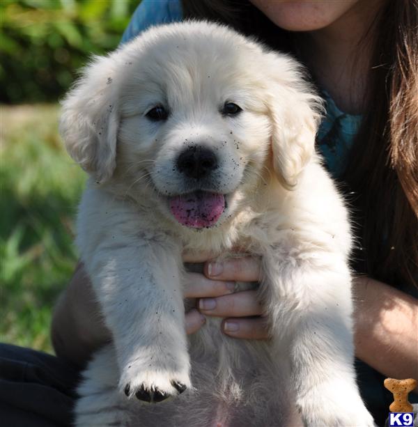 Puppies in DE