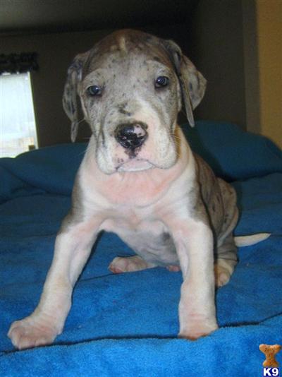 Puppies in WA