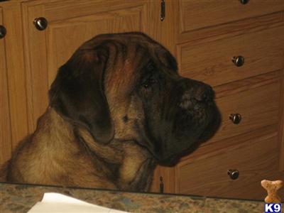Dogs for Sale in WA