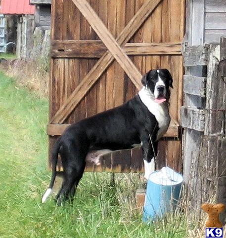 Stud Dogs in WA