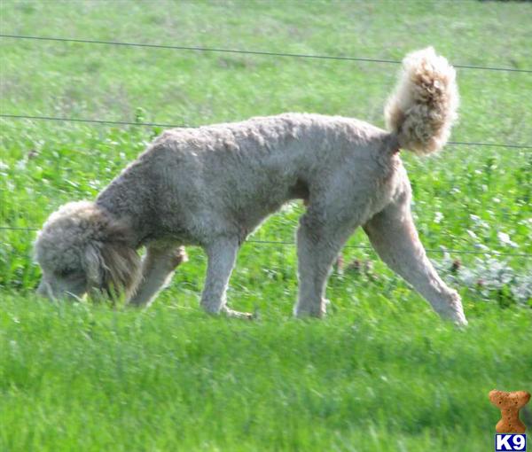 Dogs - Poodle