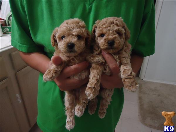 dachshund puppies for sale in san antonio miniature dachshund dapple puppies for sale in san antonio breeds picture dachshund puppies for sale in san antonio miniature dachshund dapple puppies for sale in san antonio breeds picture