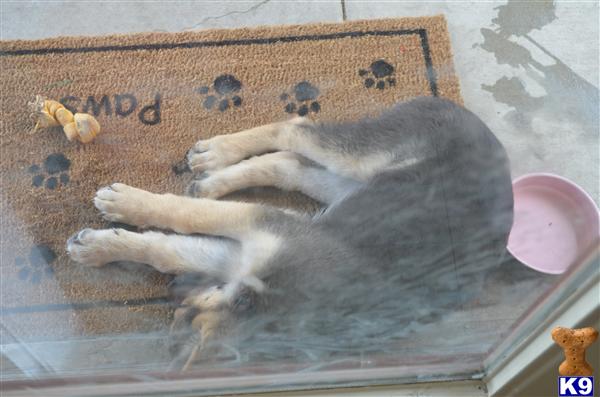 German Shepherd Puppies in TN