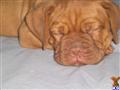 Dogue De Bordeaux