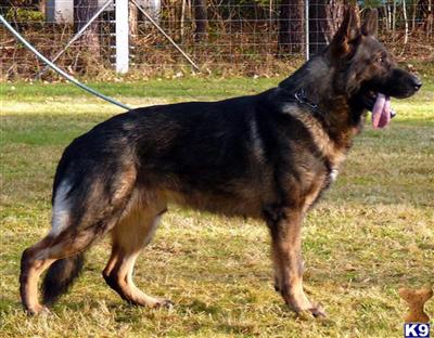 German Shepherd Puppies in TX