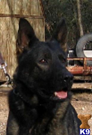 German Shepherd Puppies in TX