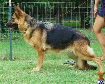 German Shepherd Puppies in TX
