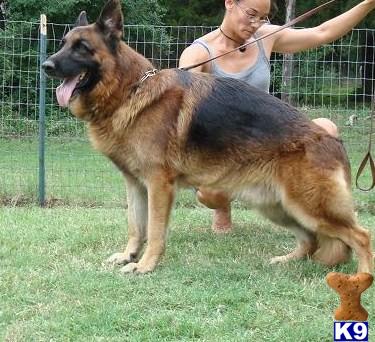 German Shepherd Puppies in TX