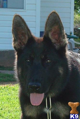 German Shepherd Puppies in TX