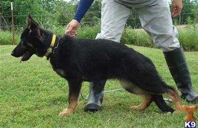 German Shepherd Puppies in TX