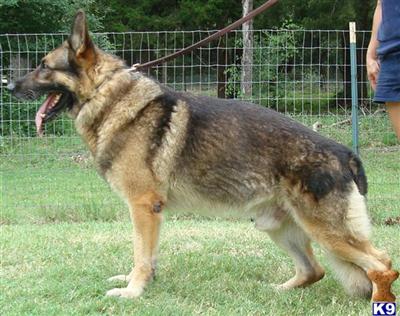 German Shepherd Puppies in TX
