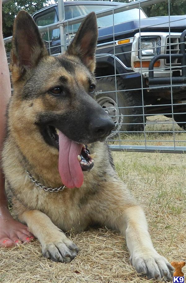 Dogs for Sale in TX