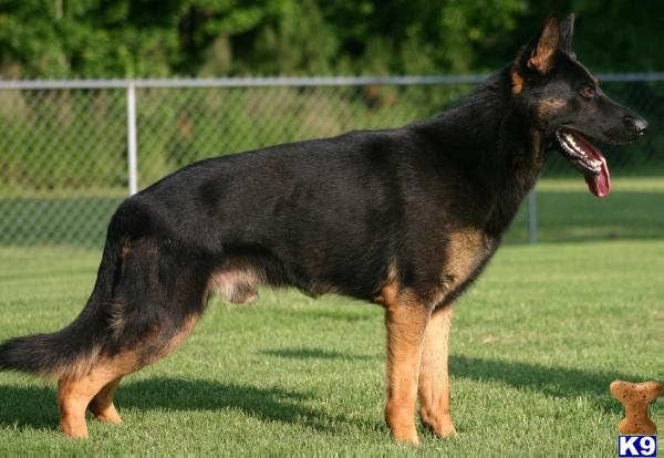 German Shepherd Puppies