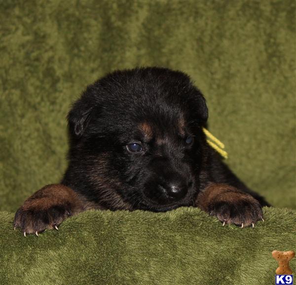 German Shepherd Puppies