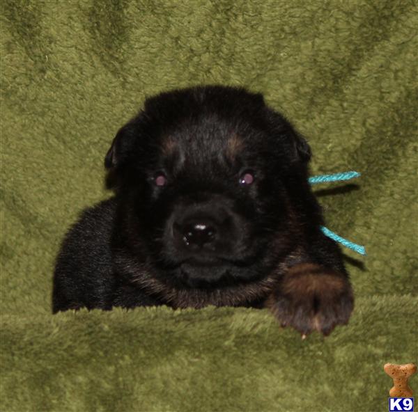 German Shepherd Puppies