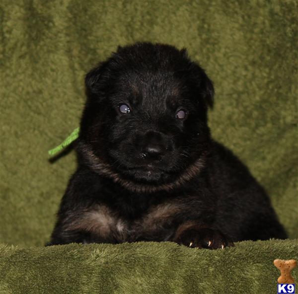 German Shepherd Puppies