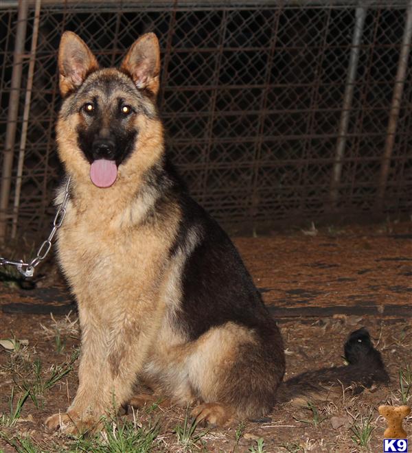 German Shepherd Puppies in TX