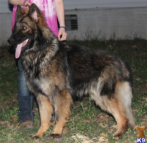 Dogs - German Shepherd