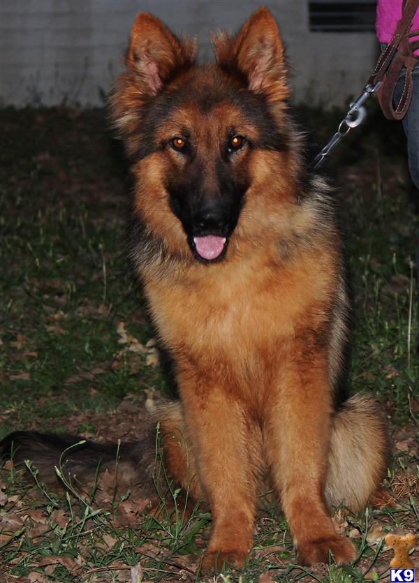 Dogs - German Shepherd