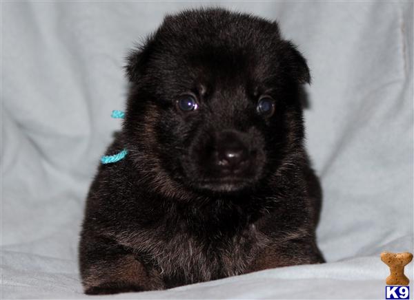 German Shepherd Puppies in TX