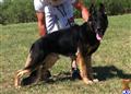 Stud Dog