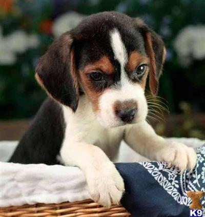 Beagle Puppies for Sale