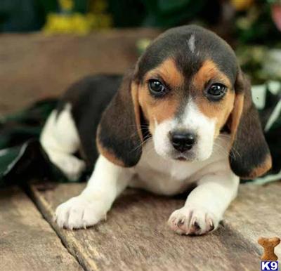 Beagle Puppies for Sale