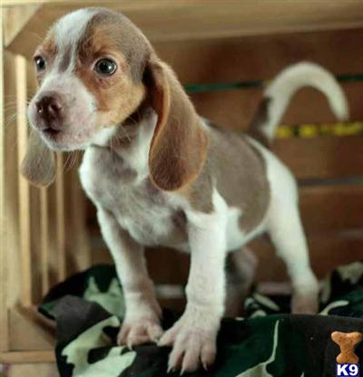 Beagle Puppies for Sale