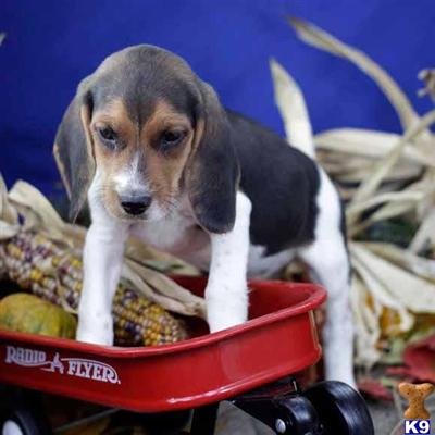 Beagle Puppies for Sale