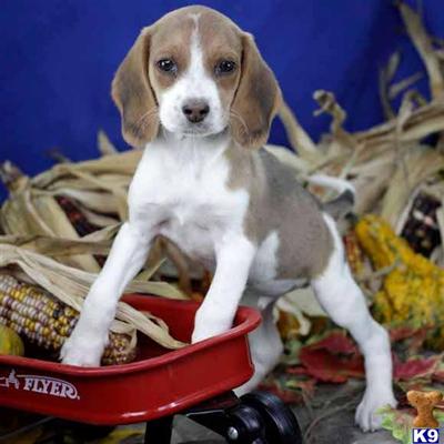 Beagle Puppies for Sale
