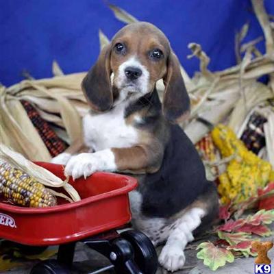 Beagle Puppies for Sale