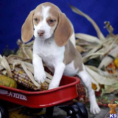 Beagle Puppies for Sale