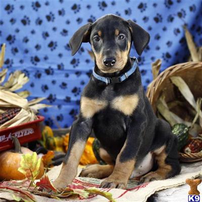 Doberman Pinscher Puppies for Sale