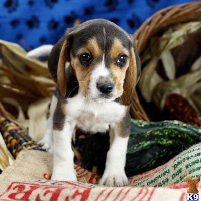 Beagle Puppies for Sale