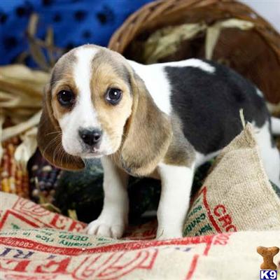 Beagle Puppies for Sale