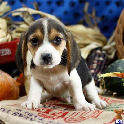 Beagle Puppies for Sale